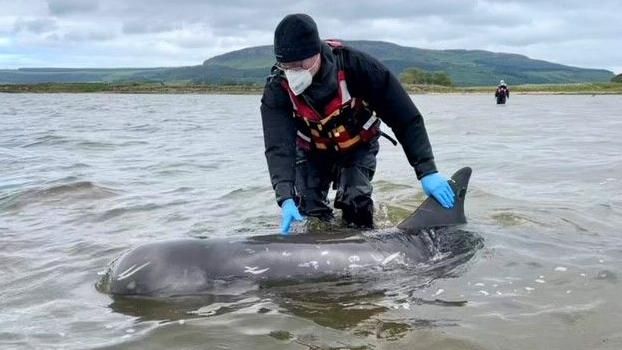 marine expert helps stranded dolphin back to open sea
