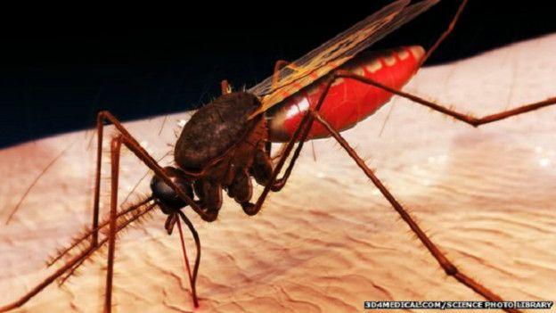 Cómo se redujo en 54% la mortalidad por malaria en el mundo BBC News