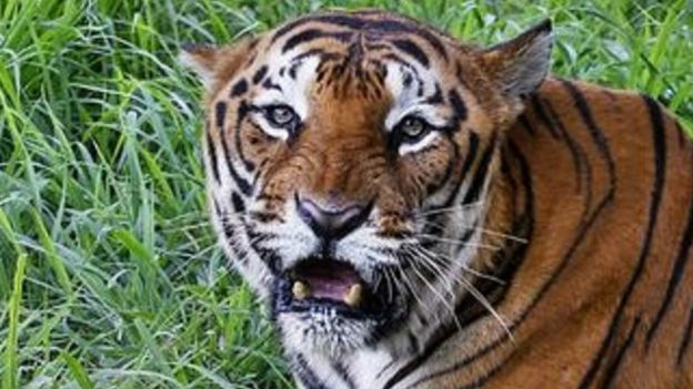 Suku asli di India hidup berdampingan dengan harimau - BBC News Indonesia