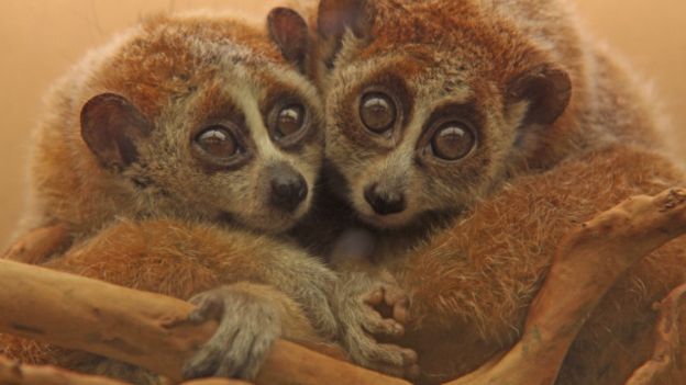 Alasan manusia tak bisa hibernasi seperti hewan - BBC News Indonesia