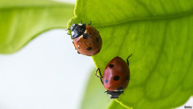 7 claves para empezar un huerto en casa (incluso si tienes poco espacio