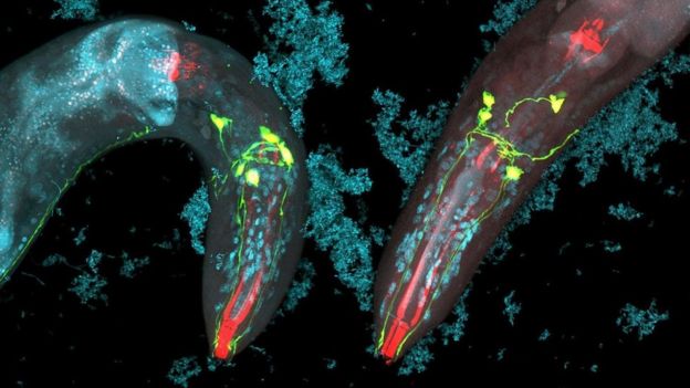 O Caenorhabditis elegans sobrevive ao ataque intestinal das lesmas