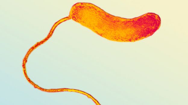 Bdellovibrio