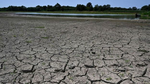 Dried out pond in Villars-les-Dombes, central eastern France, July 2019