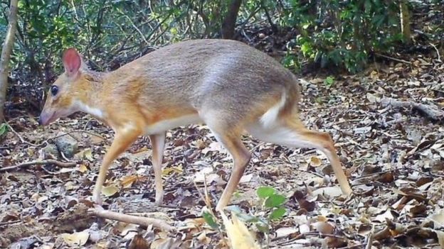 _109683200__109622730_silver-backed-chevrotain_banner-938x472.jpg