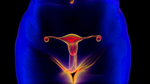 Ilustración del aparato reproductivo femenino