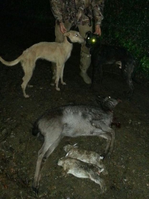 Caged animal fight organiser jailed BBC News