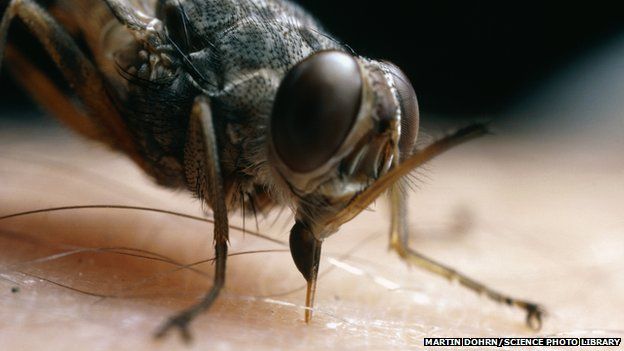Health Check: Blue is the colour for sleeping sickness cure - BBC News