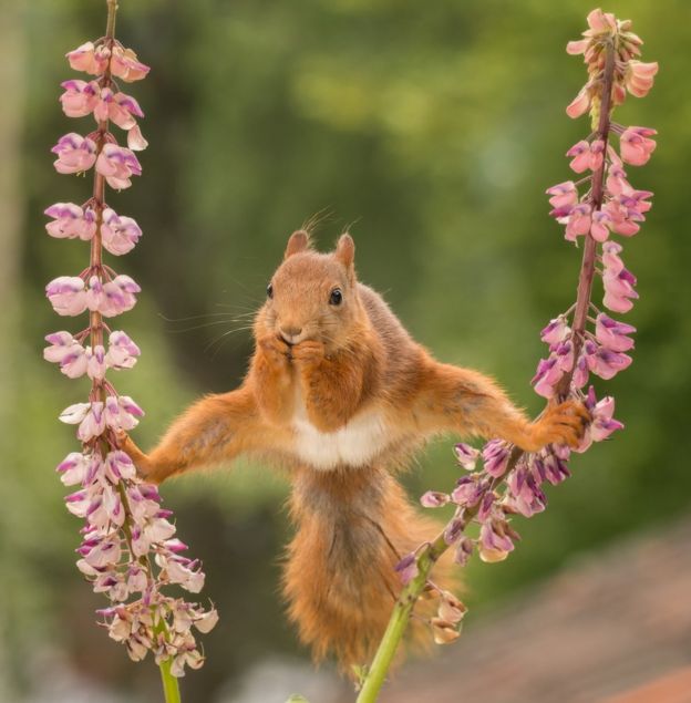 Squirrel holding on to plants with its feet