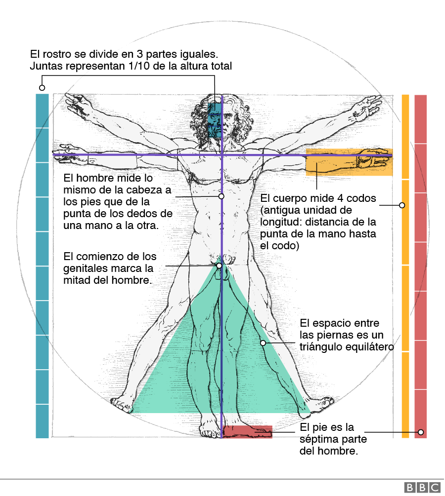 Gráfico mostrando algunas de las proporciones que detalla Da Vinci