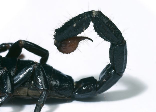 Scorpion