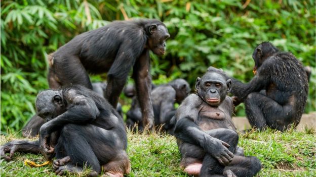 Welsh sanctuary tries to adopt 'bullied' ape Bili - BBC News