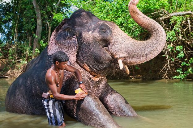 Un niño de Sri Lanka bañando a su elefante en un río,