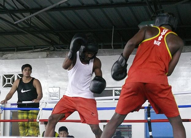 Boxeadores en Isla Trinitaria