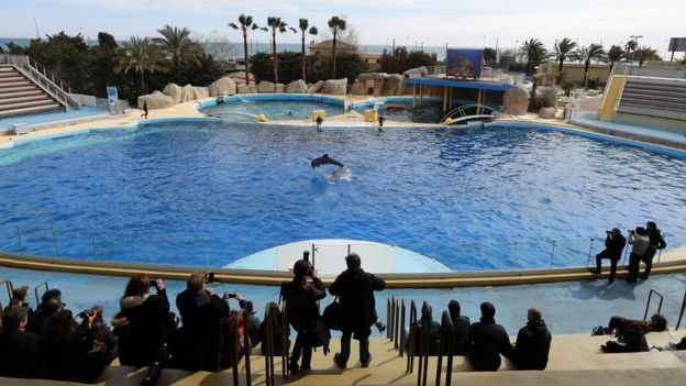 People look at a dolphin jumping in the pool at the Marineland theme park in Antibes, south-eastern France