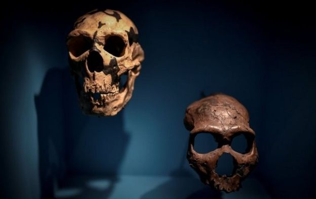 Restos de cráneos de neandertales.