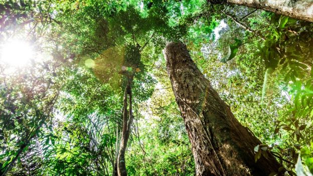 El hallazgo del árbol más alto del Amazonas y por qué es una incógnita su  gran tamaño
