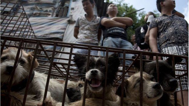 Vendors wait for customers to buy dogs in cages at a market in Yulin, in southern China"s Guangxi province on June 21, 2015.