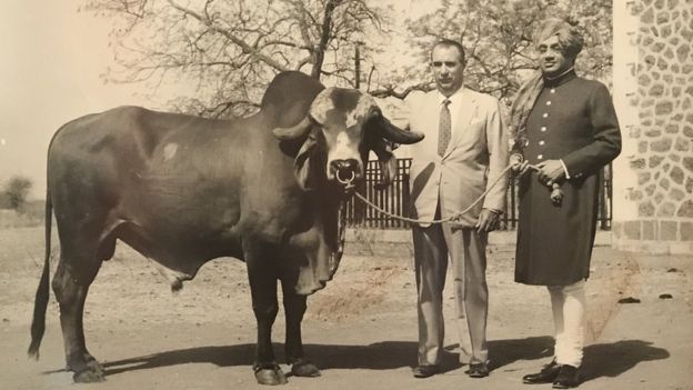 Celso Cid, o marajá de Bhavnagar e um touro do brasileiro