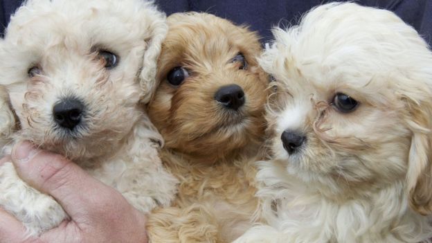 puppies-seized-at-cairnryan-in-illegal-dog-breeding-operation-bbc-news