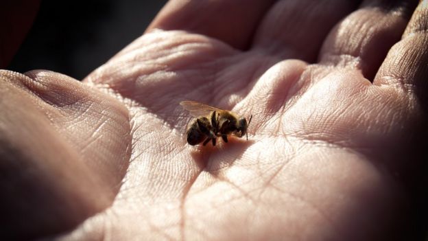 Abelha morta em mÃ£o humana