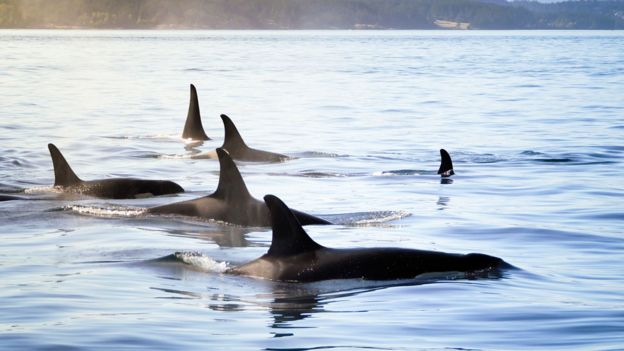 Conjunto de orcas