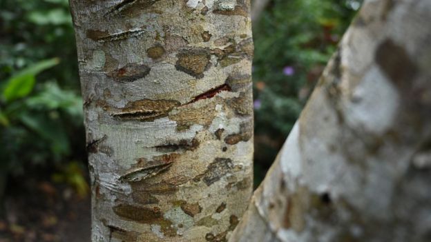 Sangre De Grado Qué Es Y Qué Propiedades Tiene La Sustancia Que