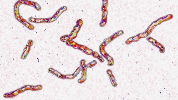 Tüberküloz bakterisi