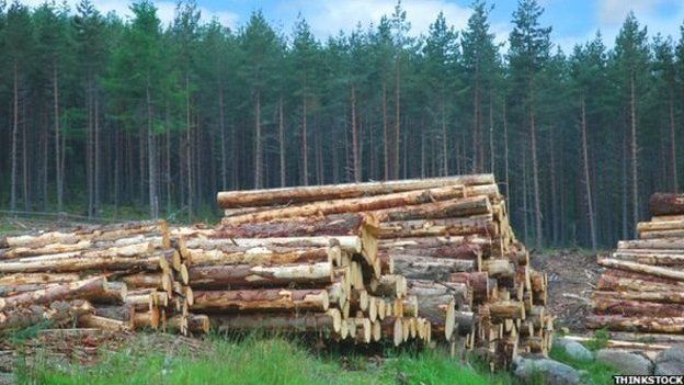 Fforest