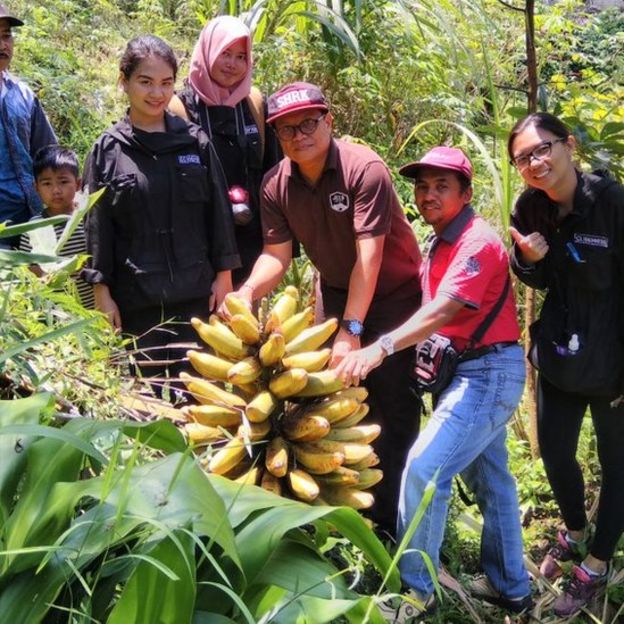 pisang tongka langit