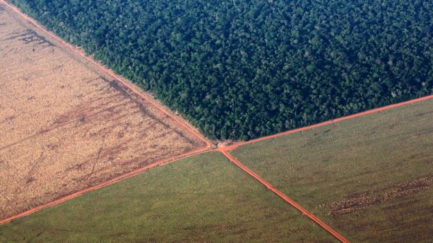 Trecho da Amazônia cercado de área para plantio de soja em Mato Grosso