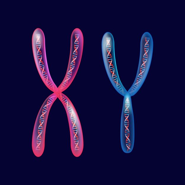 Representação artística de cromossomos X e Y