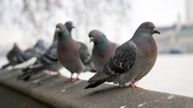 Pigeons