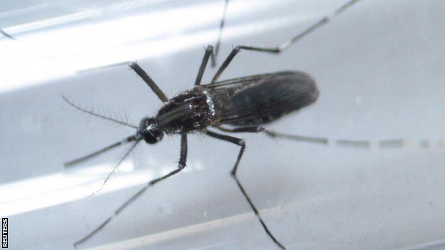 Mosquitoes carry the Zika virus