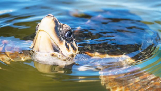 Tortuga marina en la costa del estado de Bahia, en Brasil