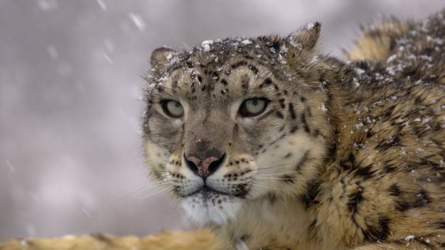 Scientists split over snow leopard status - BBC News