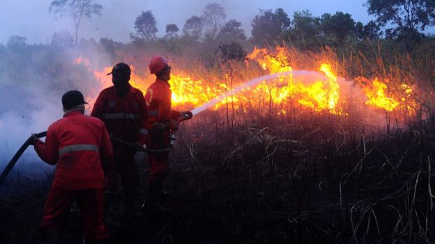 Kebakaran Hutan Ancaman Jokowi Pecat Pejabat Tni Polri