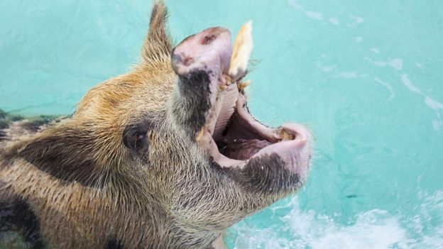 Cerdo recibiendo pan con la boca