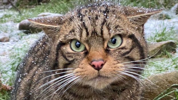 Scottish wildcats to be released in Cairngorms - BBC News