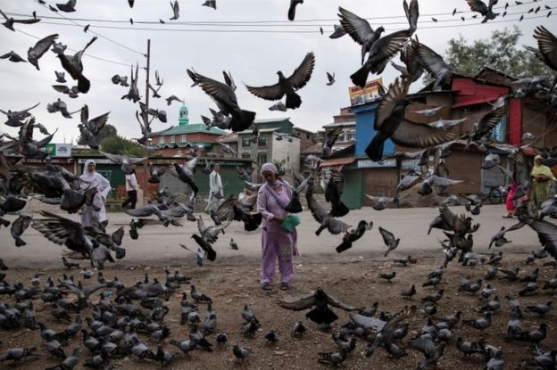 A Kashmiri woman feeds pigeons at a street during restrictions after the scrapping of the special constitutional status for Kashmir by the government, in Srinagar, August 11, 2019