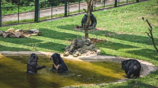 Gấu được nuôi tại một trung tâm cứu hộ ở Việt Nam
