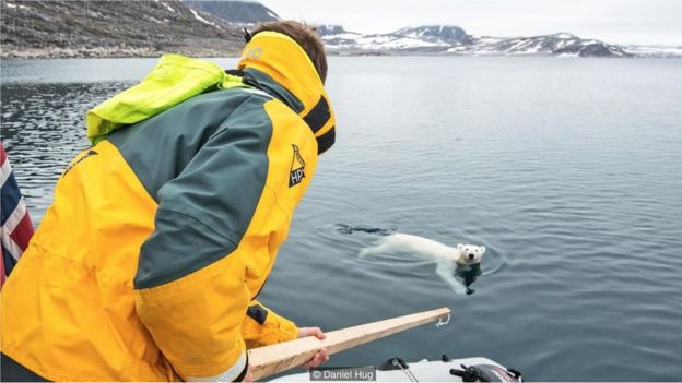 Một chú gấu Bắc Cực nhiều lần tìm cách bơi đến gần tàu