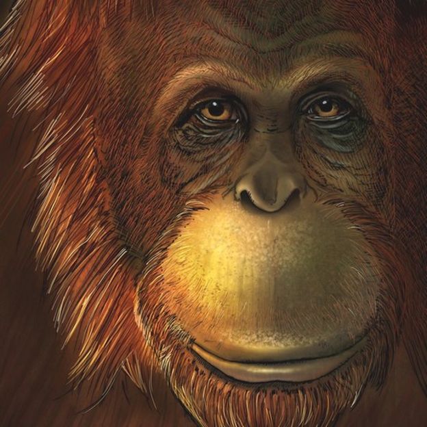 Artist reconstruction of the ape