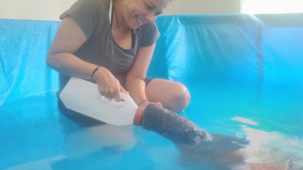 Ana Cristina Mendes de Oliveira cuidando de peixe-boi resgatado