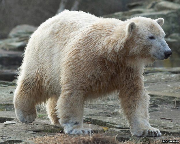 Knut polar bear death riddle solved - BBC News