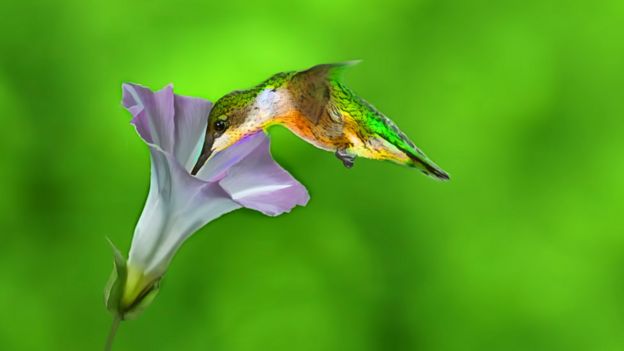 Resultado de imagen de una flor