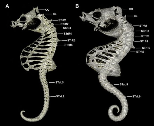 Esqueletos de Hippocampus japapigu e Hippocampus pontohi.