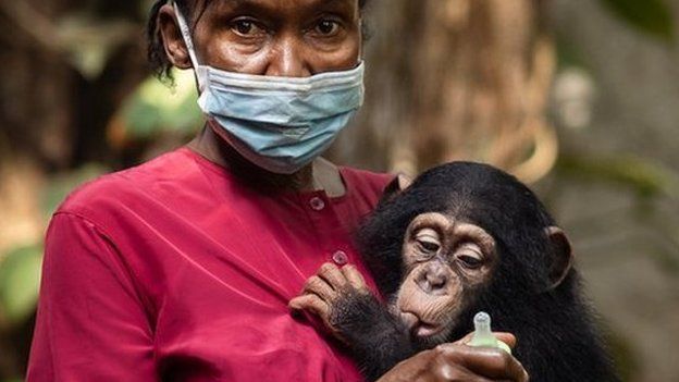 Posseh Kamara takes care of the orphaned baby chimps at the sanctuary