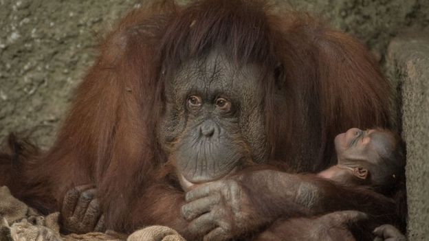 Orangutan with her baby