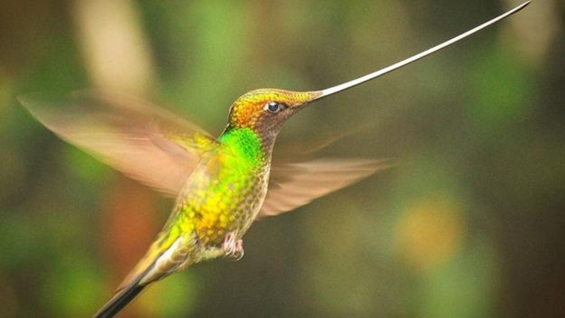 ஈகுவடார் வனத்தில் மேகமூட்டத்திற்கு இடையே வாள் அலகு ஓசனிச்சிட்டு